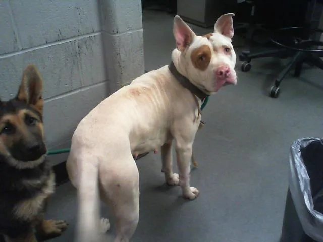 An adult large-sized female Pit Bull Terrier dog named Linda for adoption in Charlotte, NC