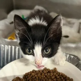 A baby small-sized female Domestic Short Hair cat named Susan for adoption in Cumming, GA