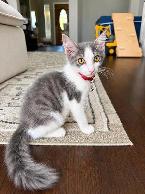 Meeko thumbnail 2