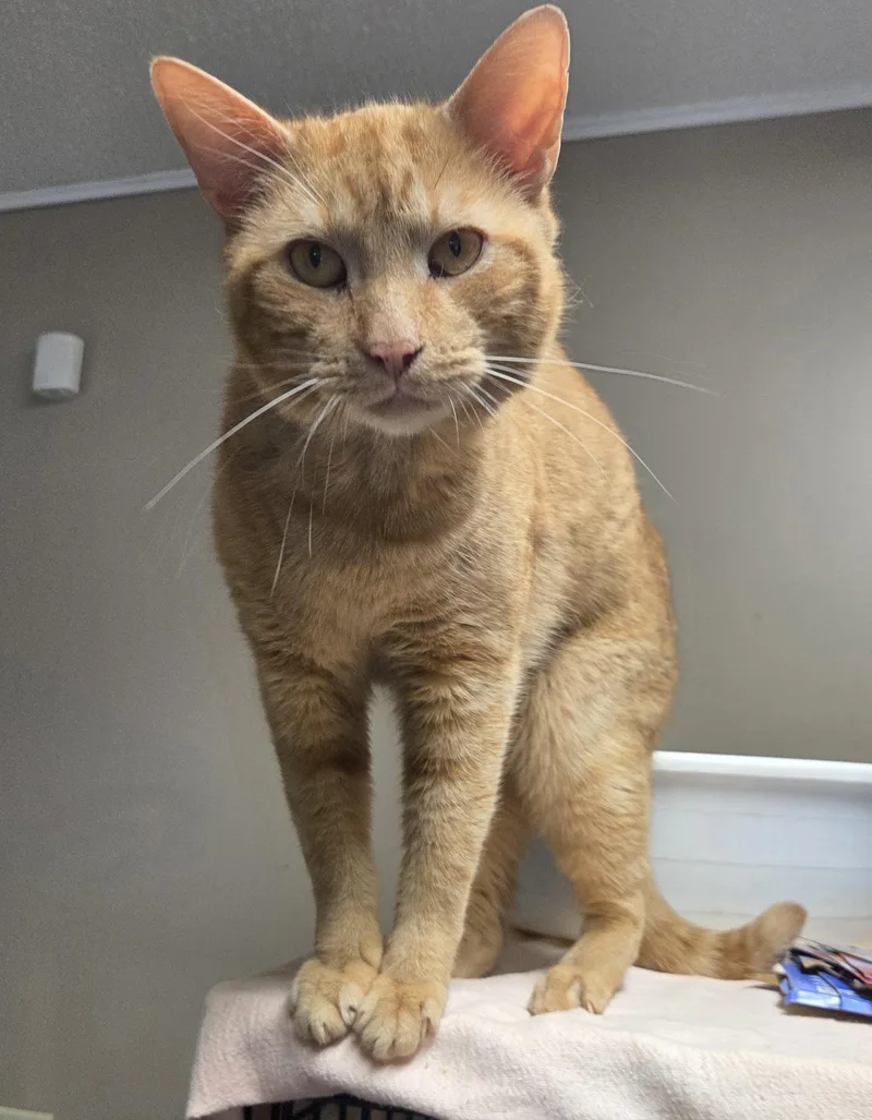 An adult medium-sized male Orange / Red Domestic Short Hair cat named Reggie Mcduff for adoption in Mansfield Center, CT
