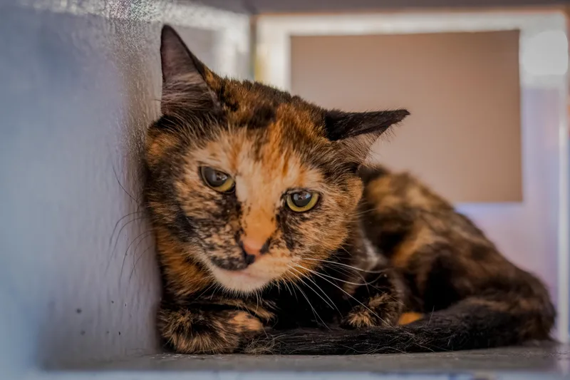 A young large-sized female Tortoiseshell cat named Belladonna for adoption in HANSON, MA