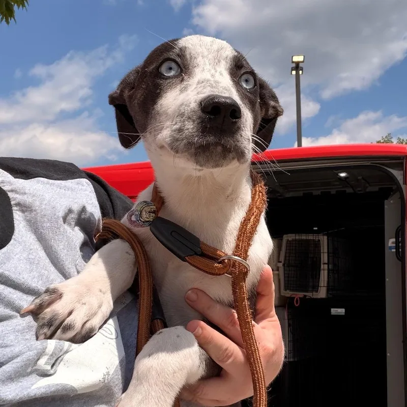 A baby small-sized female Black Australian Cattle Dog / Blue Heeler dog named Ida Mae for adoption in Indianapolis, IN