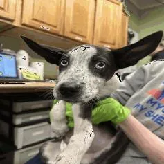 Ida Mae thumbnail 2