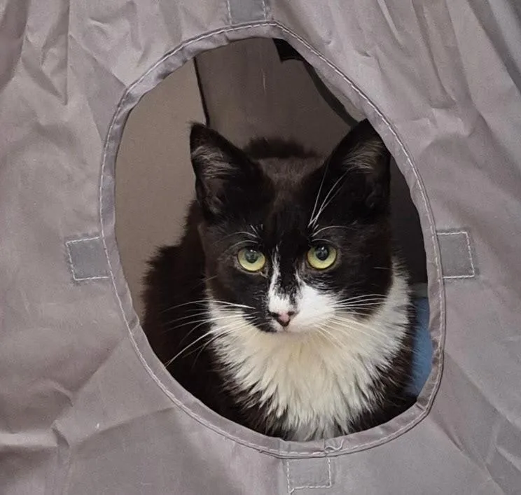 A young medium-sized male Domestic Short Hair cat named Michael for adoption in South Bend, IN