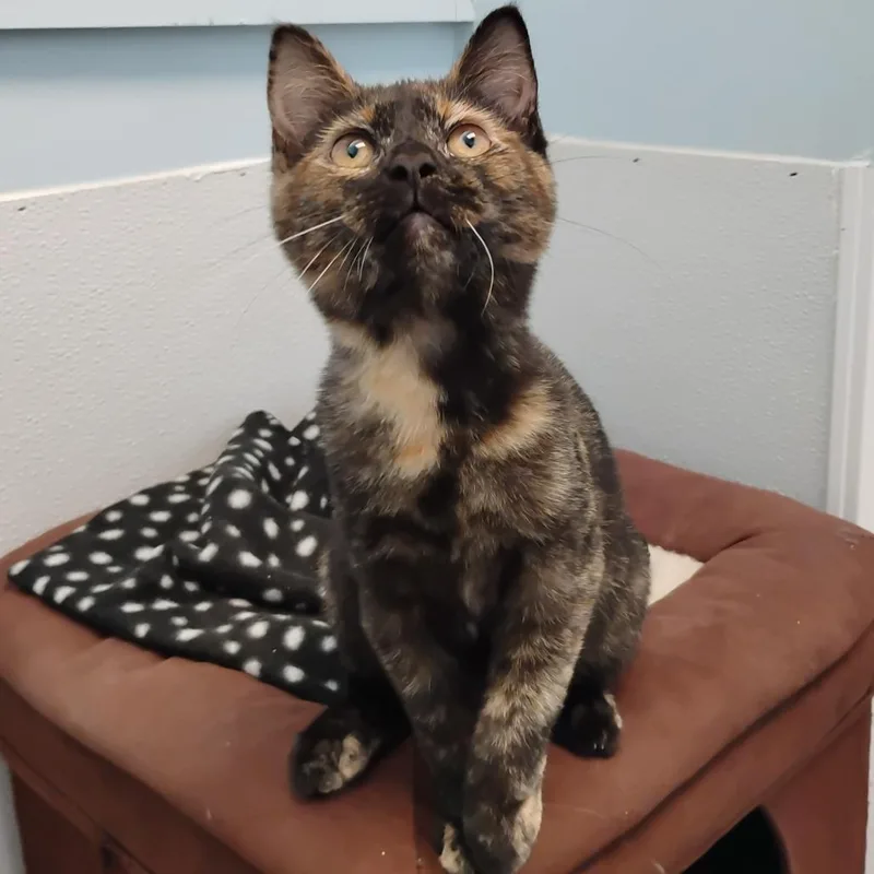 A baby small-sized female Domestic Short Hair cat named Madeline for adoption in Winchester, TN