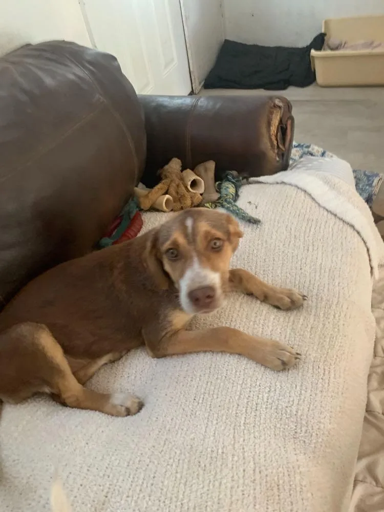 A baby medium-sized female Mixed Breed dog named Mowdy for adoption in Fond Du Lac, WI