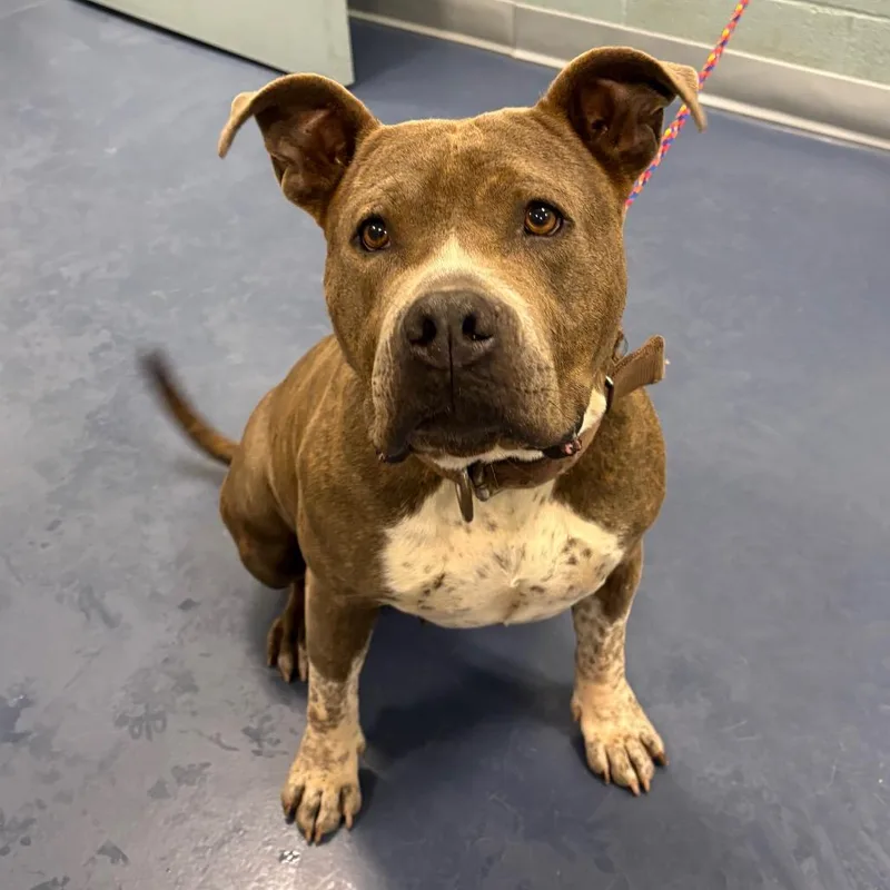 An adult medium-sized female Gray / Blue / Silver Pit Bull Terrier dog named Hershey for adoption in Greensboro, NC