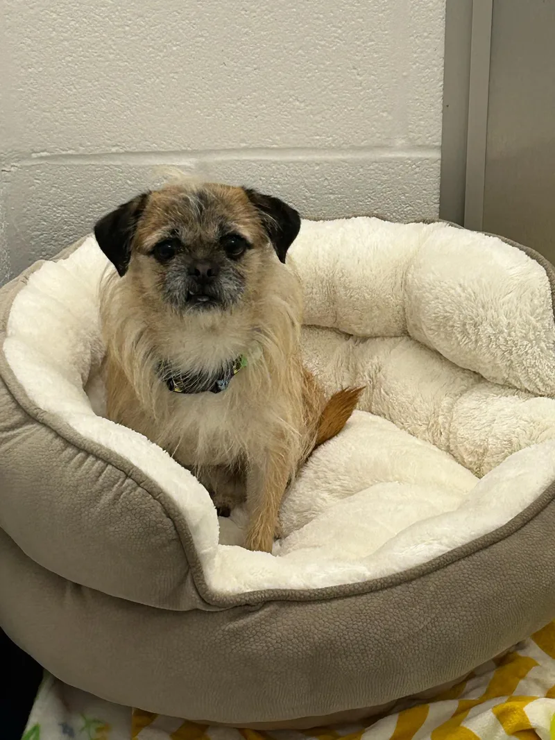 An adult small-sized male Apricot / Beige Pug dog named Lucero for adoption in Hagerstown, MD