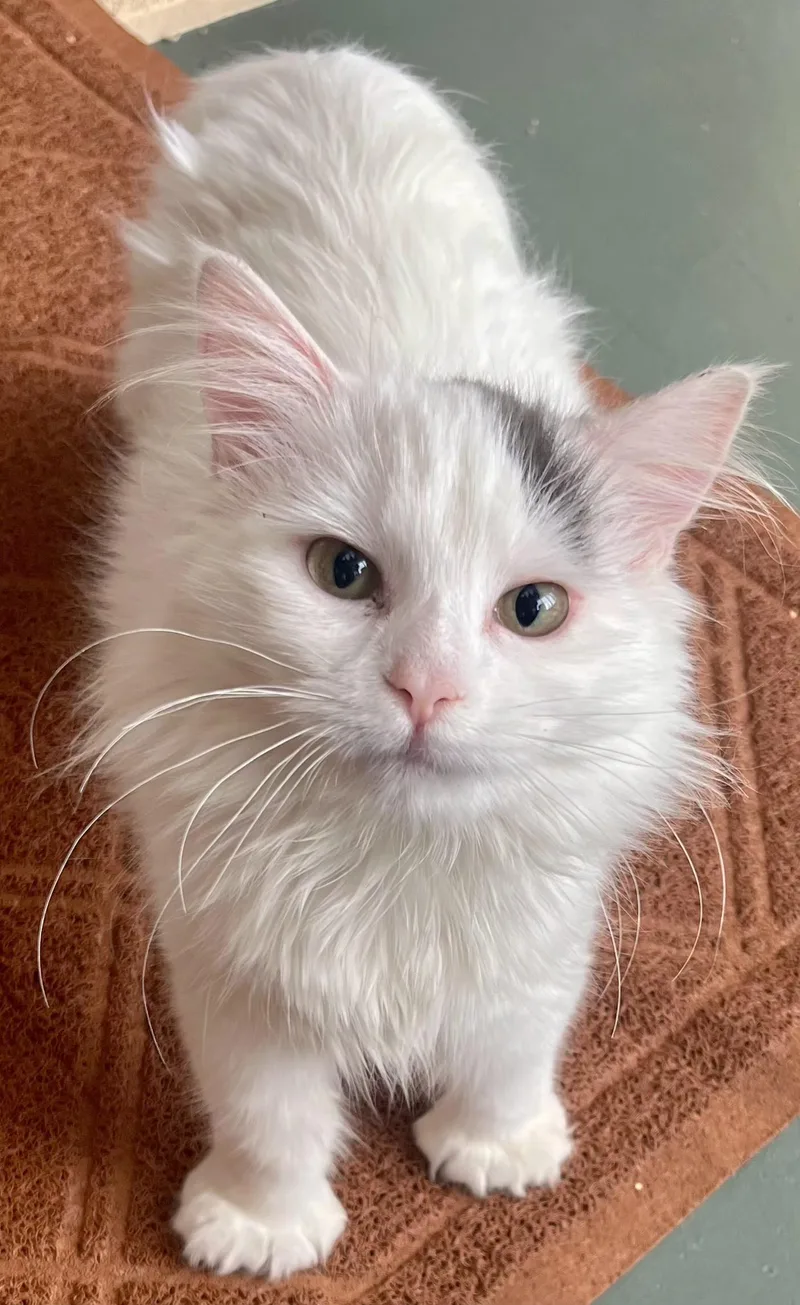 A young small-sized female Gray & White Extra-Toes Cat / Hemingway Polydactyl cat named Sophia for adoption in Springfield, OR