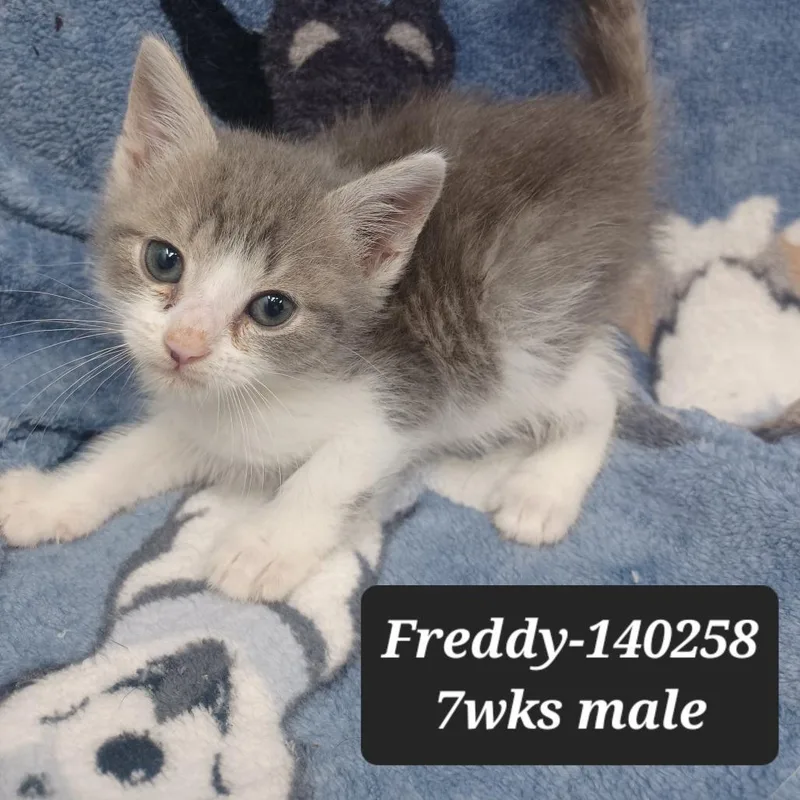 A baby small-sized male Domestic Short Hair cat named Freddy for adoption in New Tazewell, TN