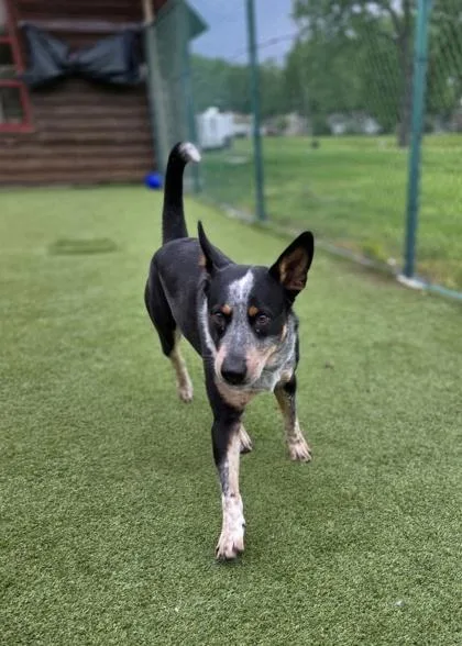 An adult large-sized male Australian Cattle Dog / Blue Heeler dog named Turner for adoption in Independence, MO