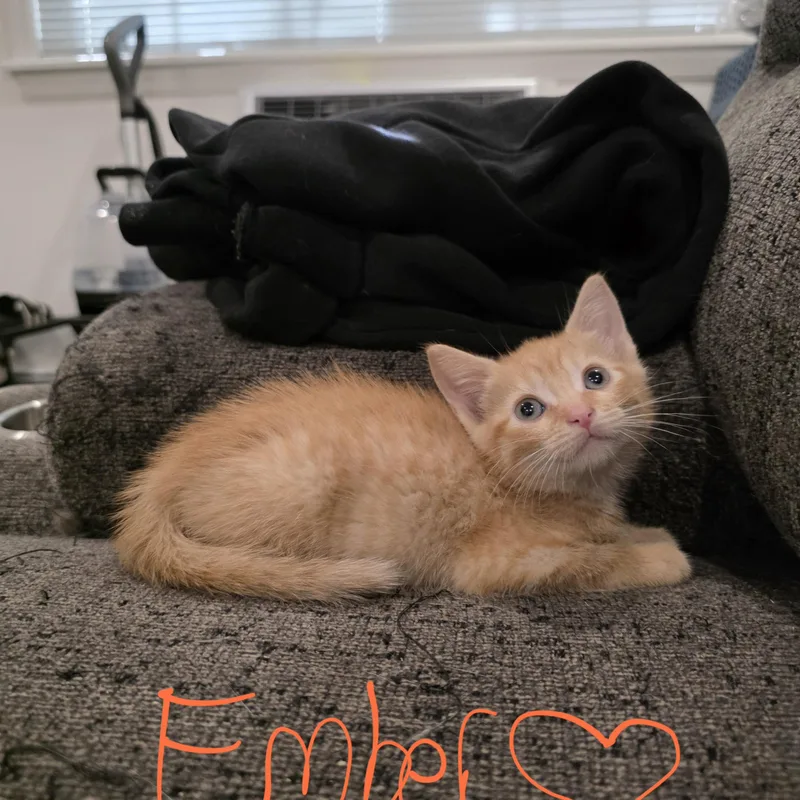 A baby medium-sized female Tabby (Orange / Red) Domestic Short Hair cat named Ember for adoption in Moriches, NY