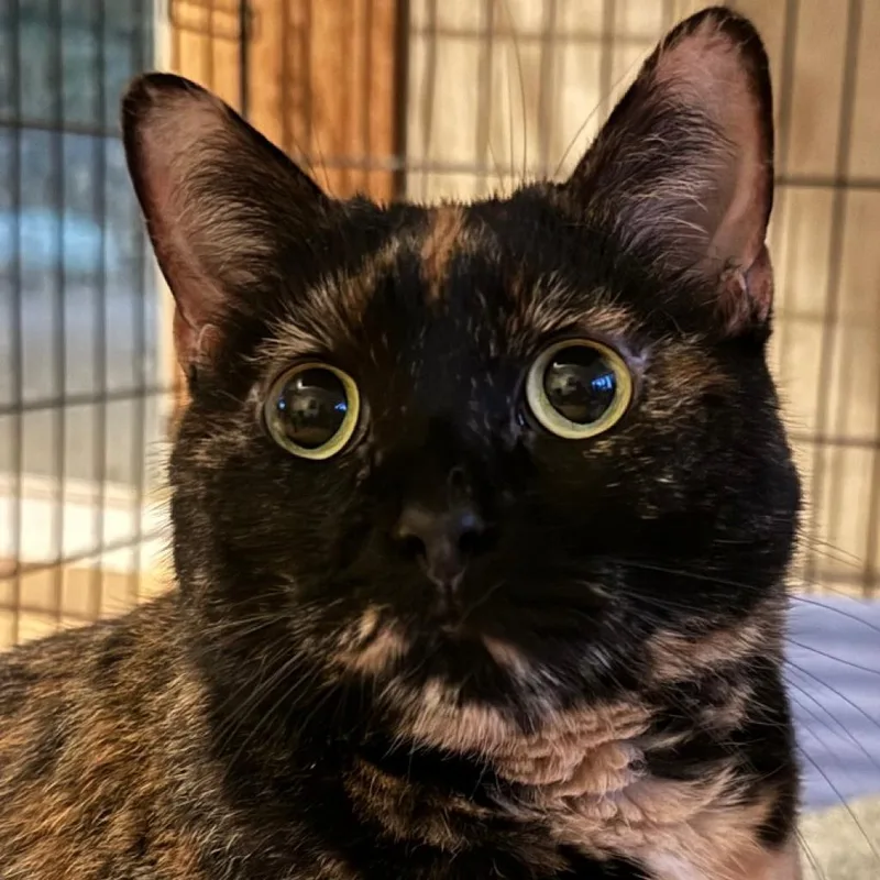 A senior small-sized female Black Domestic Short Hair cat named Fia McCracken for adoption in Merrifield, VA
