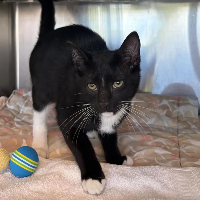 A baby medium-sized male Black Domestic Short Hair cat named Manny for adoption in Asheville, NC