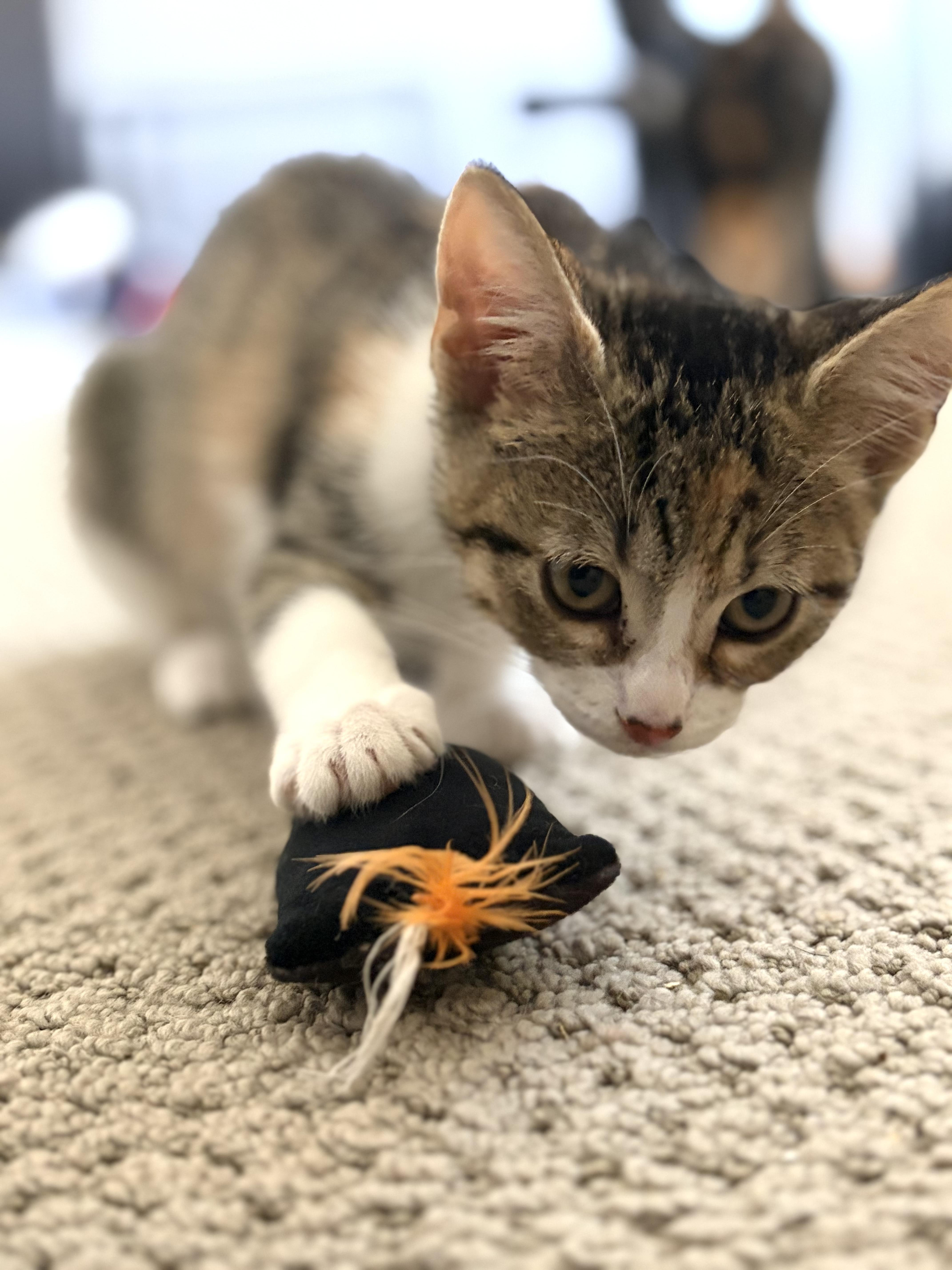 A baby small-sized female Domestic Short Hair cat named Chevy for adoption in El Monte, CA