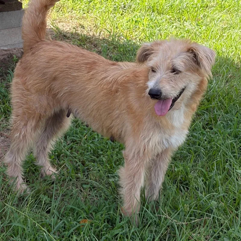An adult small-sized female Yellow / Tan / Blond / Fawn Terrier dog named SunKiss Daisy for adoption in Houston, TX