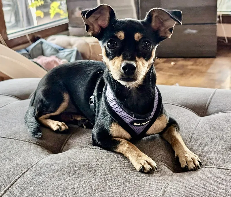Piper