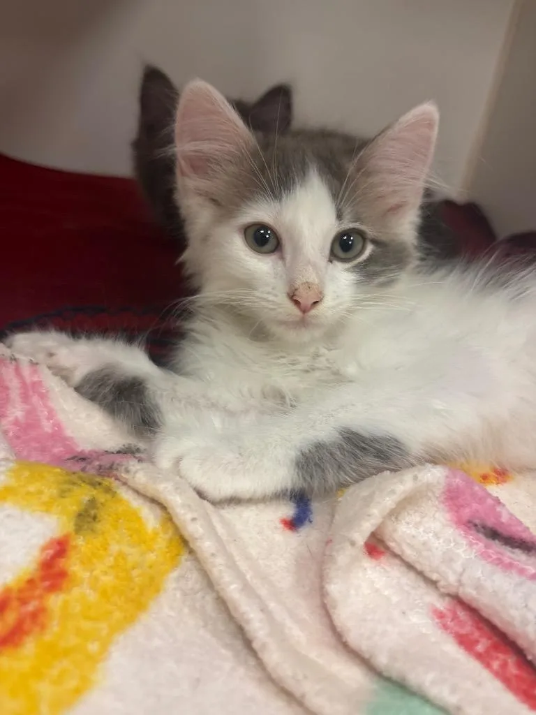 A baby small-sized male Domestic Medium Hair cat named Raj for adoption in Johnson City, TN