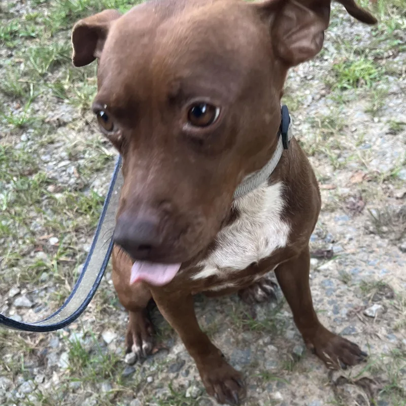 An adult medium-sized female Chihuahua dog named Dulce for adoption in Stuart, VA