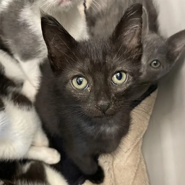 A baby small-sized male Domestic Short Hair cat named Lionel for adoption in Tallahassee, FL