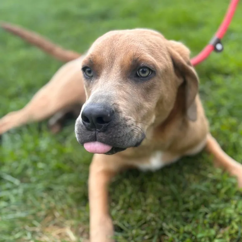 An adult medium-sized male Yellow / Tan / Blond / Fawn Mixed Breed dog named Cosmo for adoption in York, PA