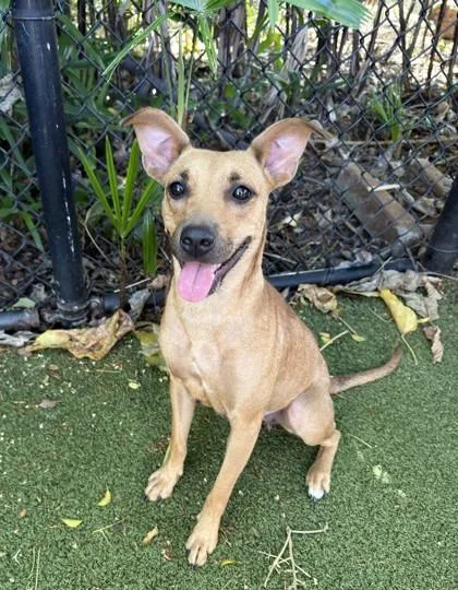 An adult medium-sized female Mixed Breed dog named Jenny for adoption in Honolulu, HI