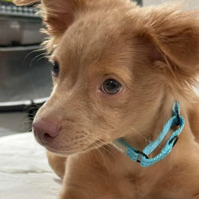 A baby small-sized male Pomeranian dog named Parker for adoption in Yonkers, NY