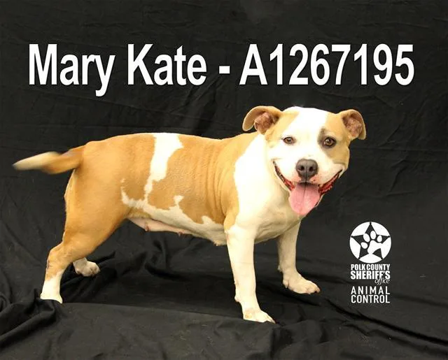 An adult medium-sized female American Bulldog dog named Mary Kate for adoption in Winter Haven, FL