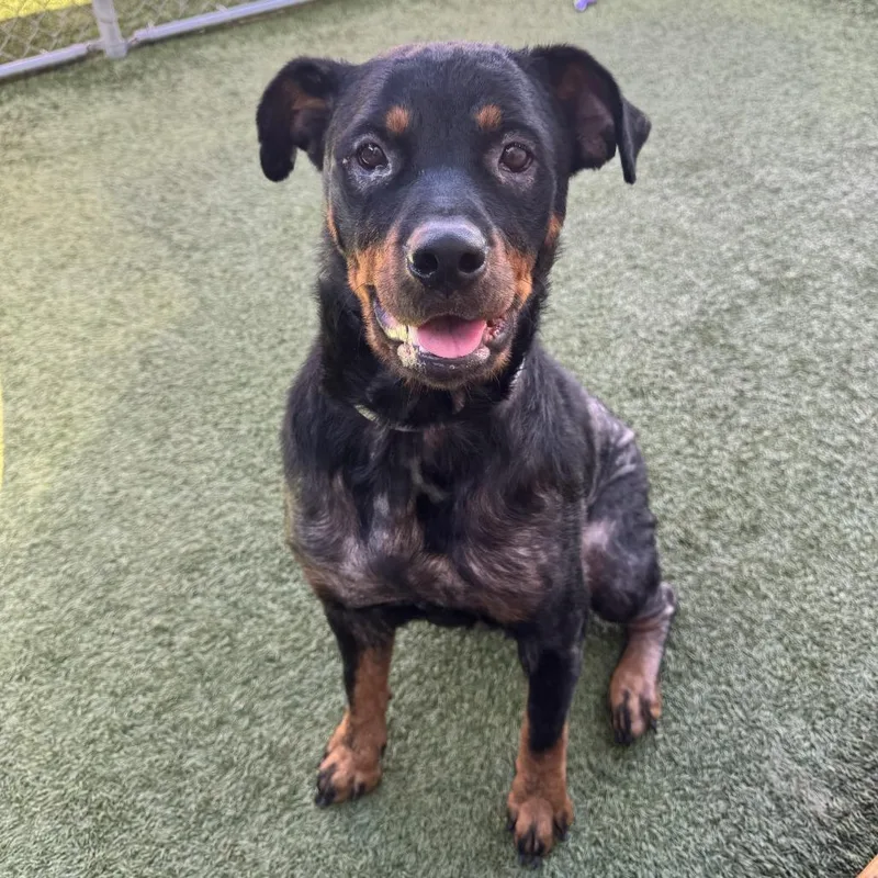 Raven