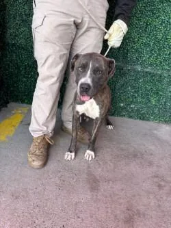 An adult medium-sized female Brindle Pit Bull Terrier dog named 61142053 for adoption in El Paso, TX