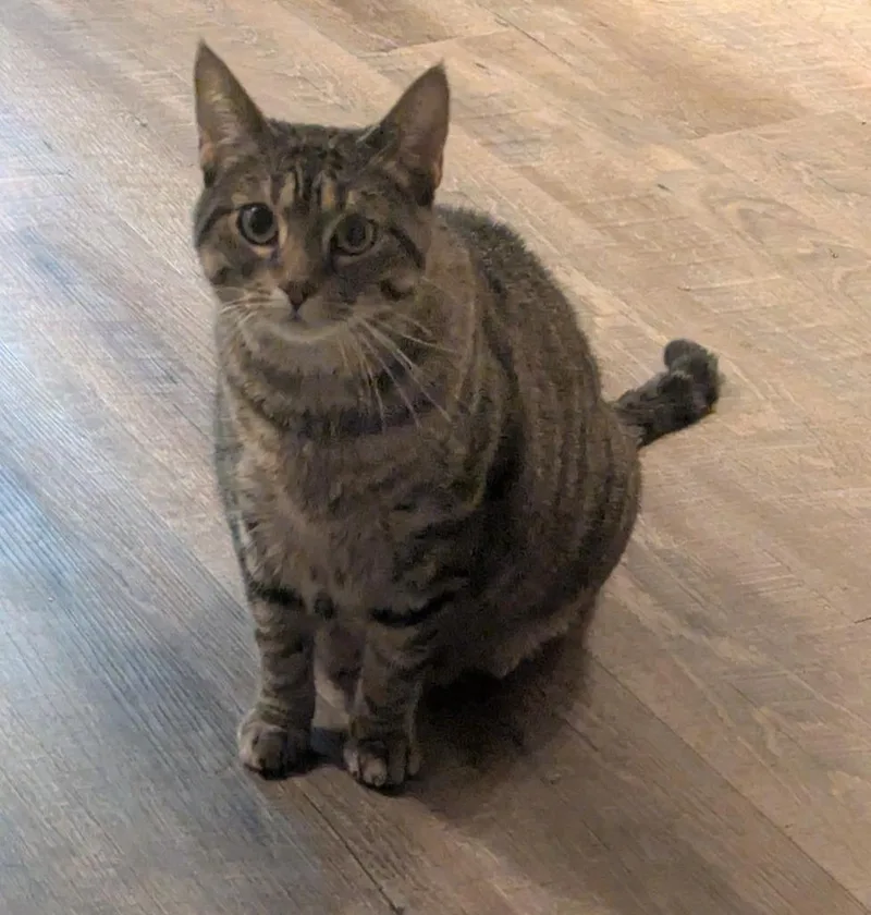 A young medium-sized female Domestic Short Hair cat named Mushie for adoption in Minneapolis, MN