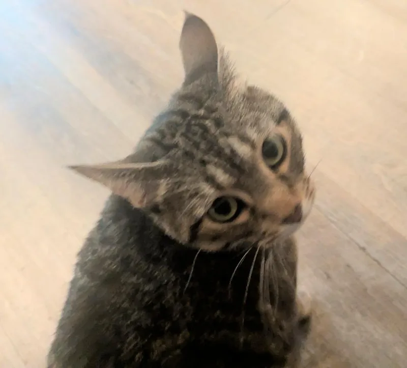 Mushie thumbnail 2