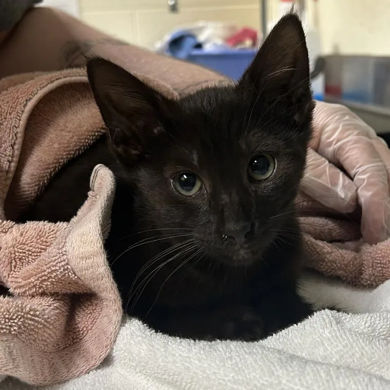 A baby small-sized male Black Domestic Short Hair cat named Lizard for adoption in Asheville, NC