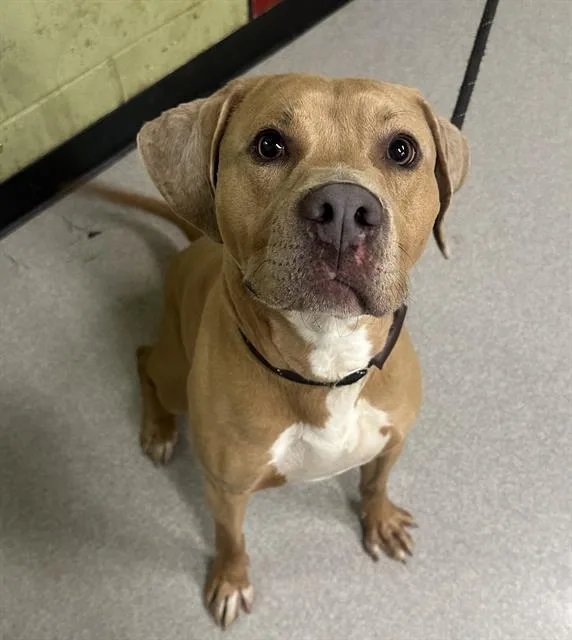 A young medium-sized male Labrador Retriever dog named Troy for adoption in Indianapolis, IN