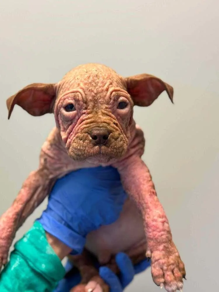 A baby medium-sized male Pit Bull Terrier dog named Duffy for adoption in New York, NY