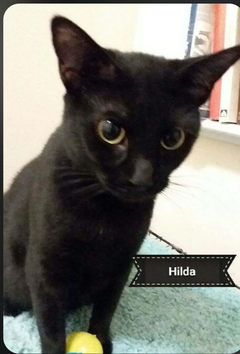 A baby small-sized female Black Domestic Short Hair cat named Hilda for adoption in Shrewsbury, MA