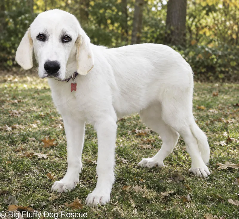 A baby large-sized female White / Cream Great Pyrenees dog named Taleah for adoption in Nashville, TN