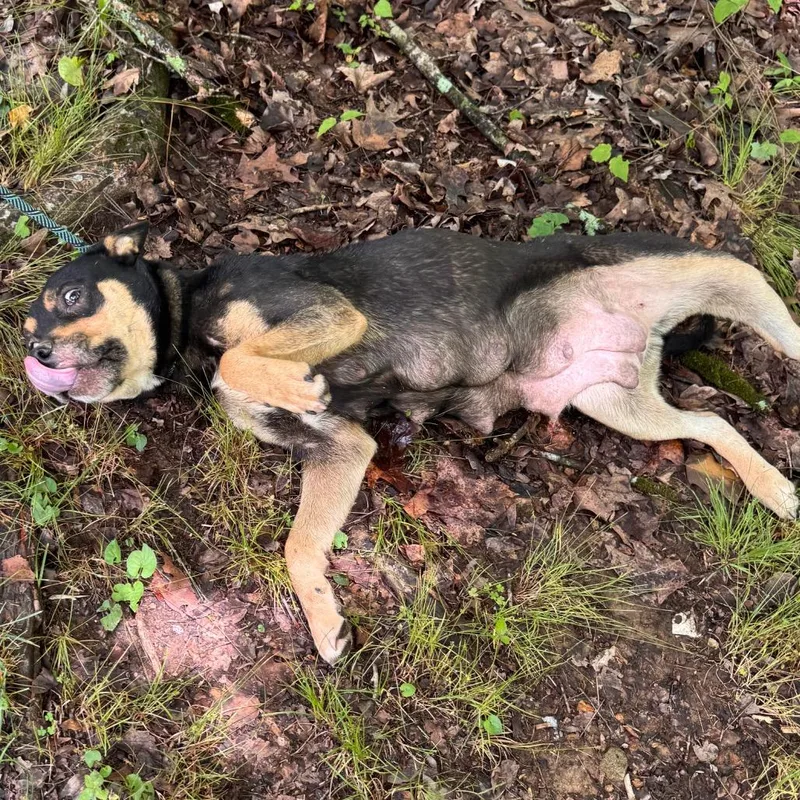 A young medium-sized female Black Australian Cattle Dog / Blue Heeler dog named Missy for adoption in Hohenwald, TN