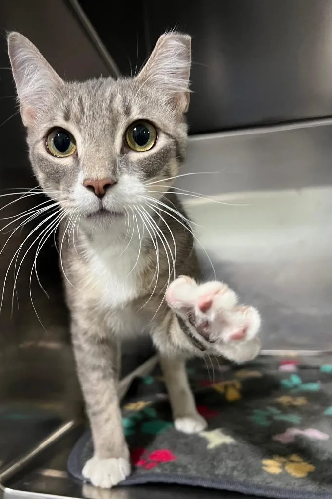 A young small-sized male Domestic Short Hair cat named Hunt for adoption in Labelle, FL