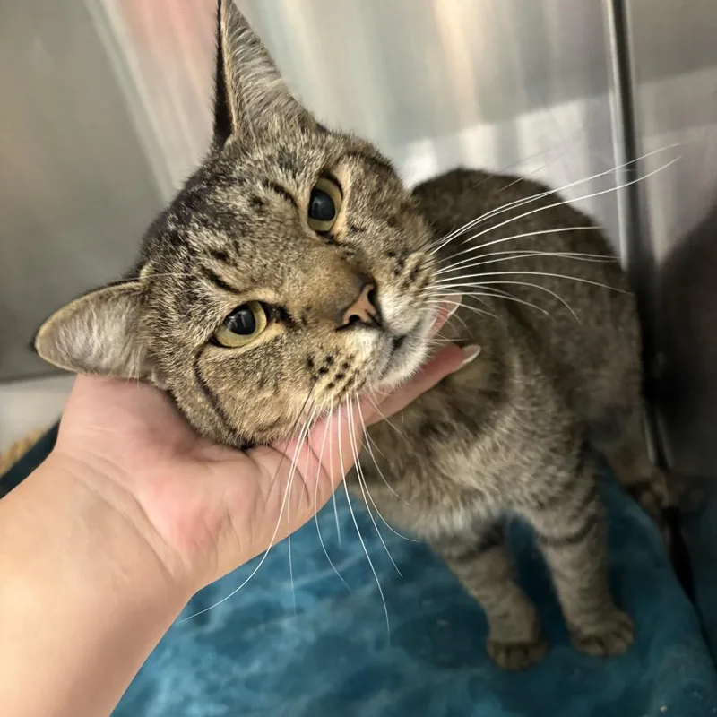 An adult medium-sized male Domestic Short Hair cat named Bunker for adoption in Lake Jackson, TX