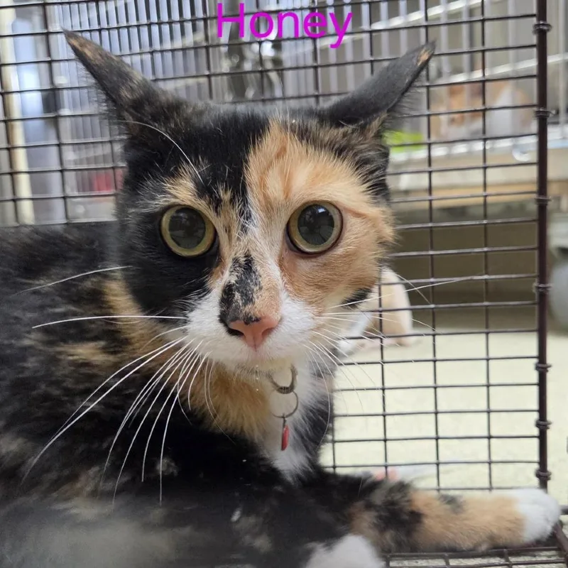 An adult medium-sized female Gray / Blue / Silver Domestic Short Hair cat named Honey for adoption in Windsor, VA
