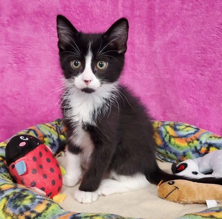 A baby large-sized male Black & White / Tuxedo Domestic Short Hair cat named Farley for adoption in Greenville, IL