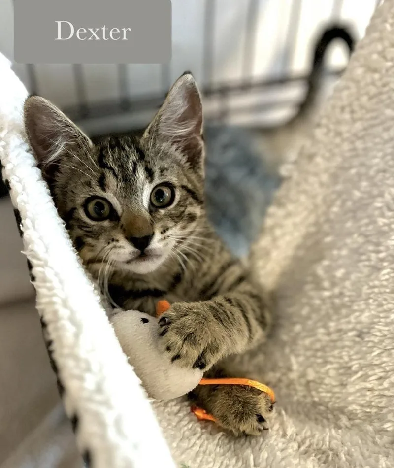 A baby small-sized male Brown / Chocolate Domestic Short Hair cat named Dexter for adoption in Chalfont, PA