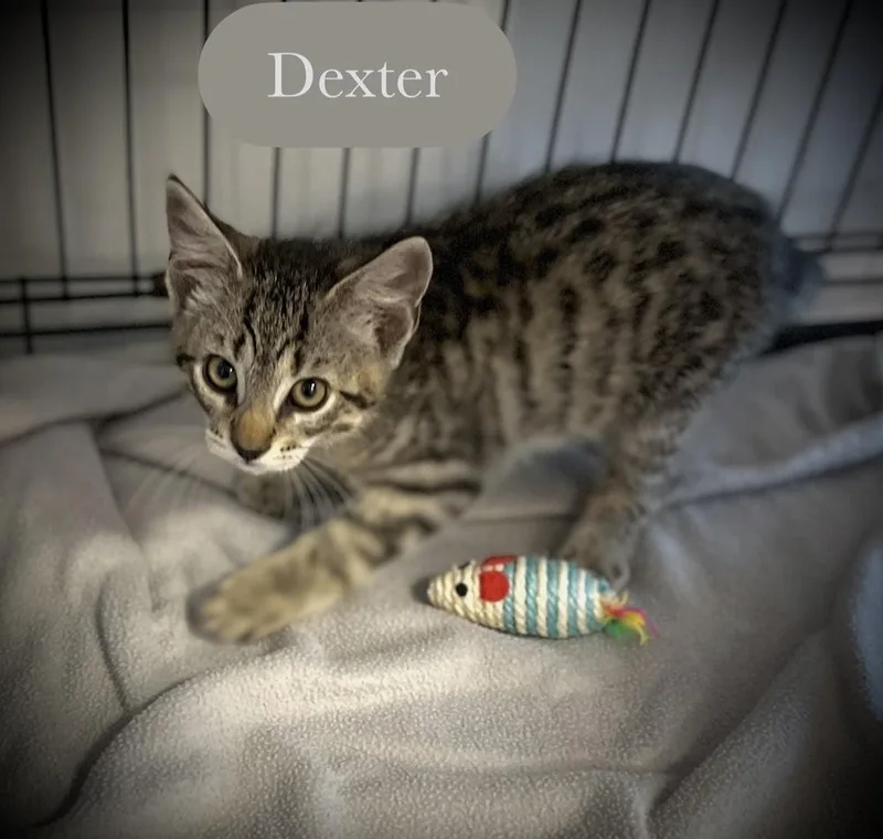 Dexter thumbnail 2
