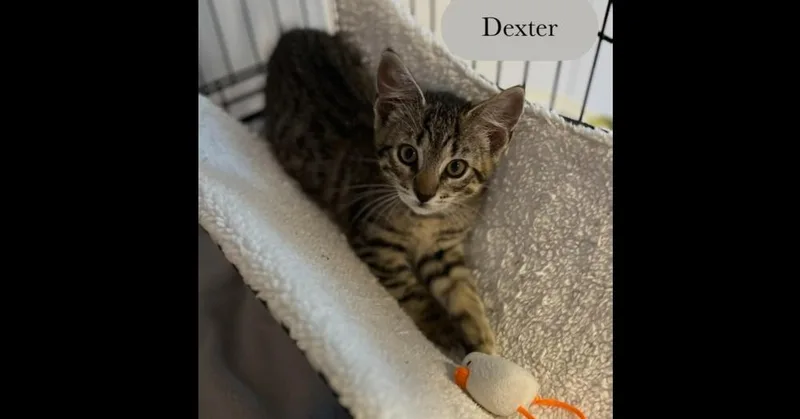 Dexter thumbnail 3