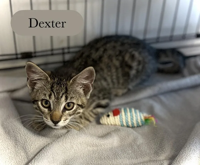 Dexter thumbnail 6