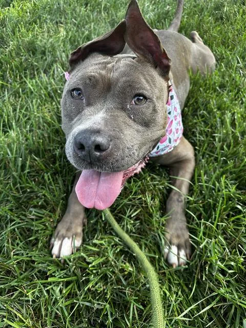 An adult large-sized female Pit Bull Terrier dog named Luna for adoption in Charlotte, NC