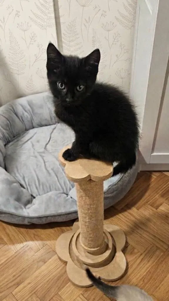 A baby medium-sized female Domestic Short Hair cat named Rosie for adoption in Miami, OK
