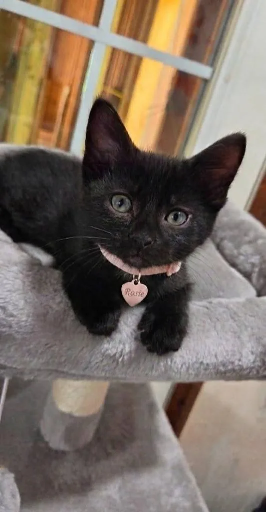 Rosie thumbnail 3