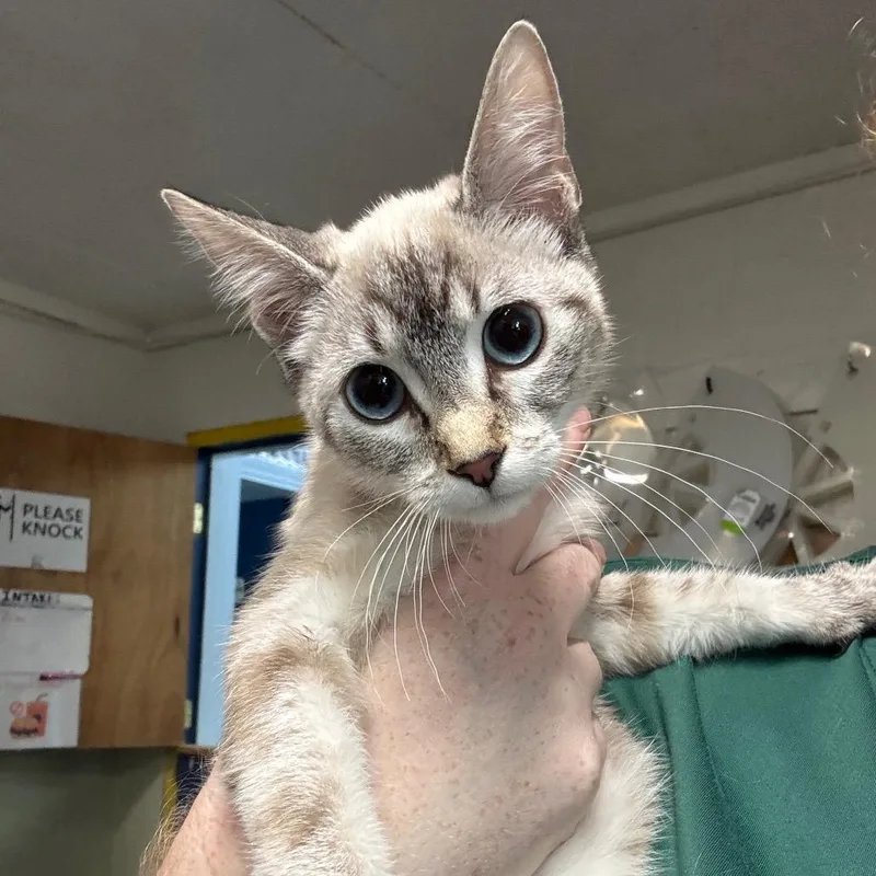 A baby small-sized female Gray / Blue / Silver Siamese cat named Buffy for adoption in Eureka Springs, AR